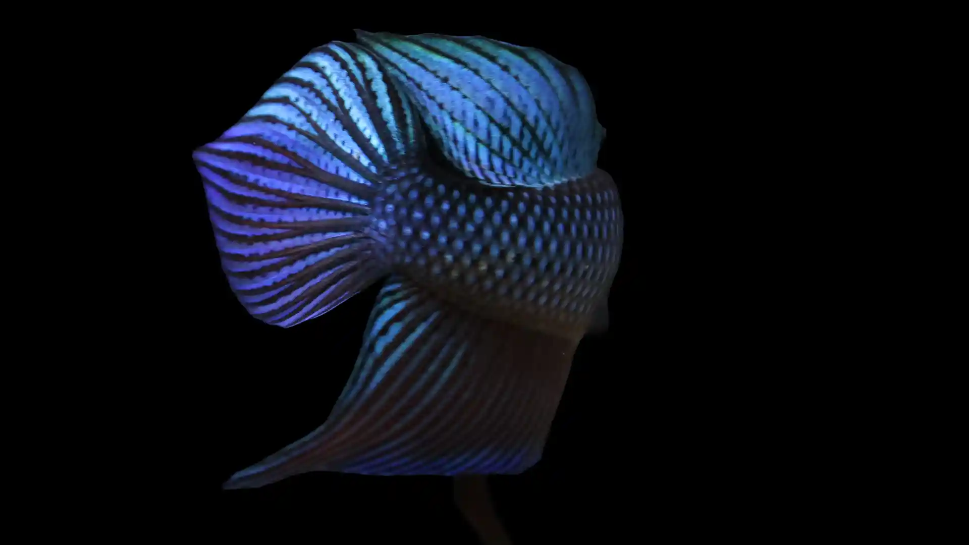 Smaragdina Betta dorsal and anal fin detail showing structured rays and characteristic red base with green-blue bands.